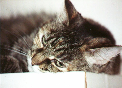 sassy.jpg (50419 bytes)