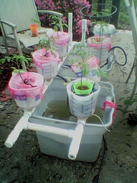 My 1st Hydroponic system attempt