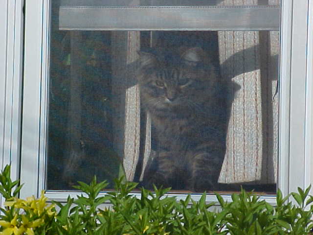 Looking Outside