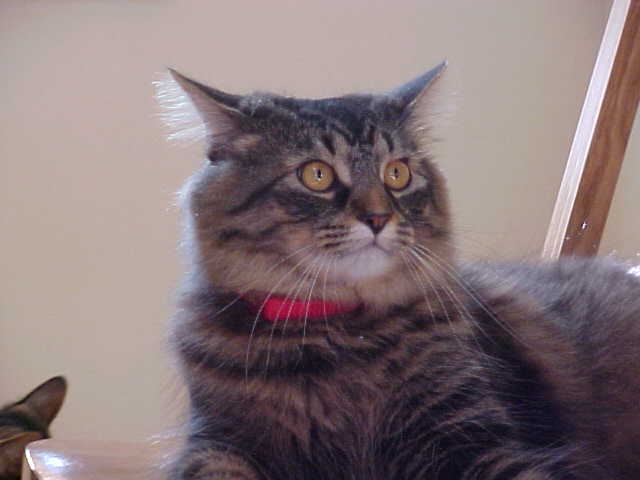 New Birthday Collar