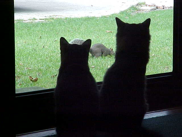 Forever chasing squirrels...