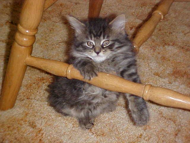 Cute Morri