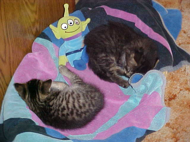Sleeping after the first visit to the vet