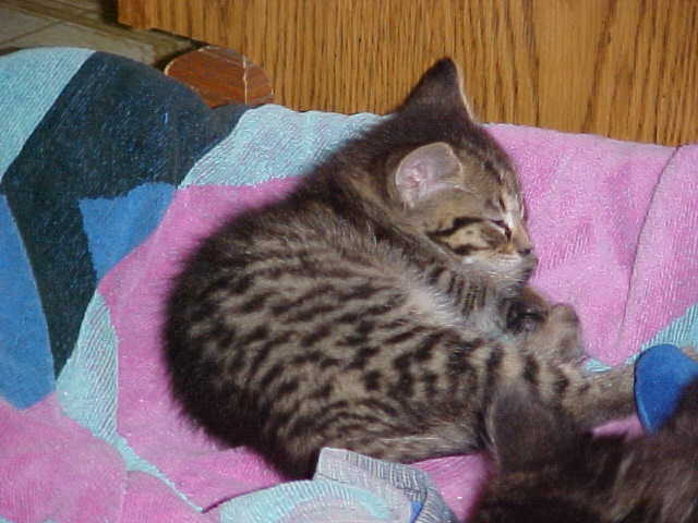 Asleep after the vet