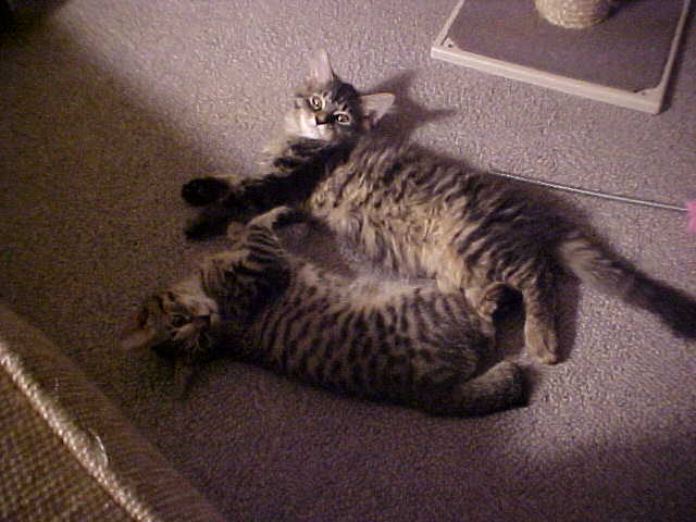 Just Lounging