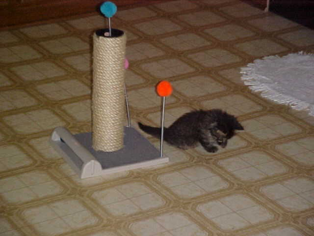 My Kitty Playground