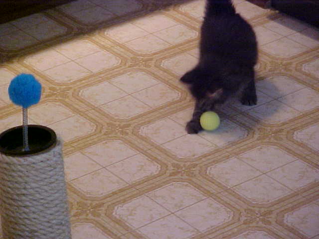 I love toy balls!