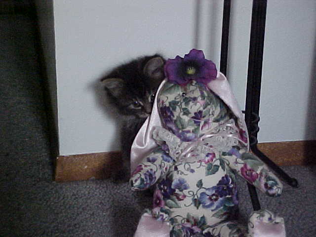 Hide-N-Seek