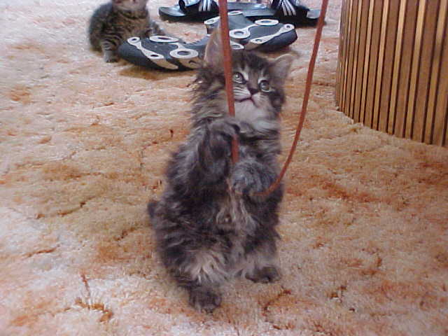 Purse String