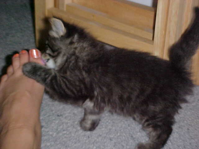 Licking Mommy's toe