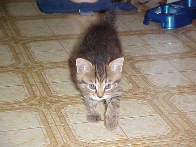 Introducing Nub!