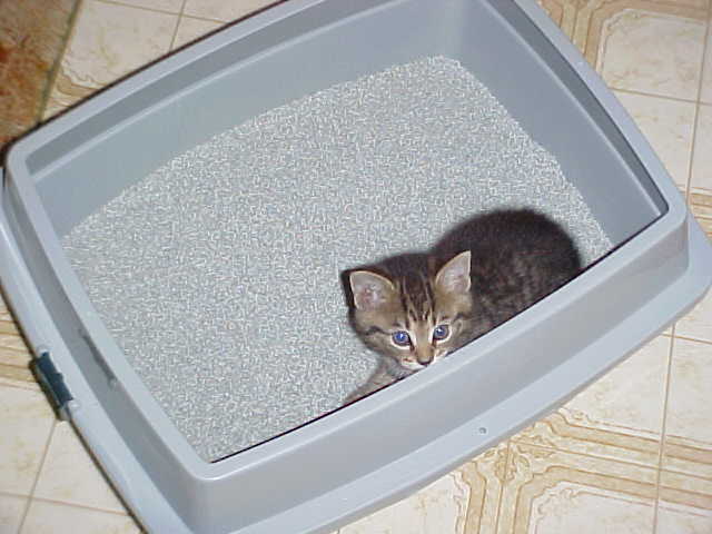 In the litterbox