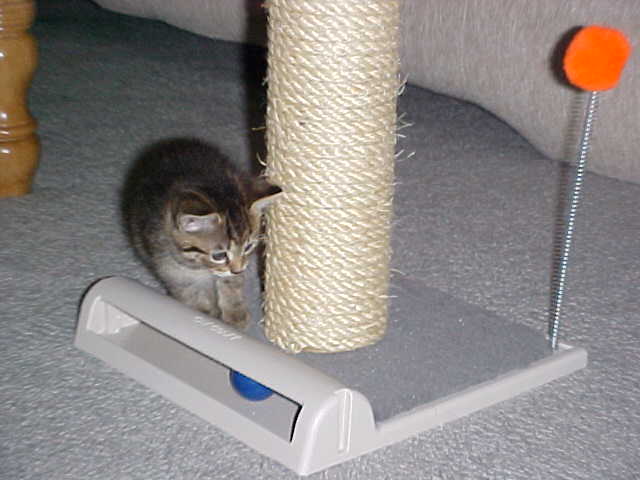 Kitty Playground