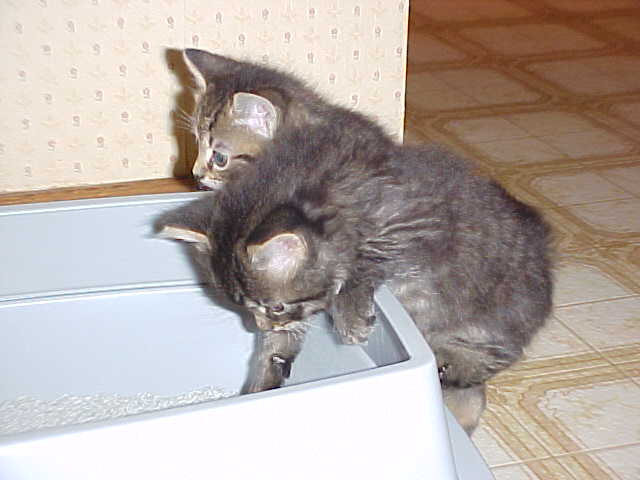 First time in the Litterbox!