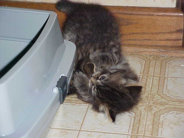 Playing by the litterbox