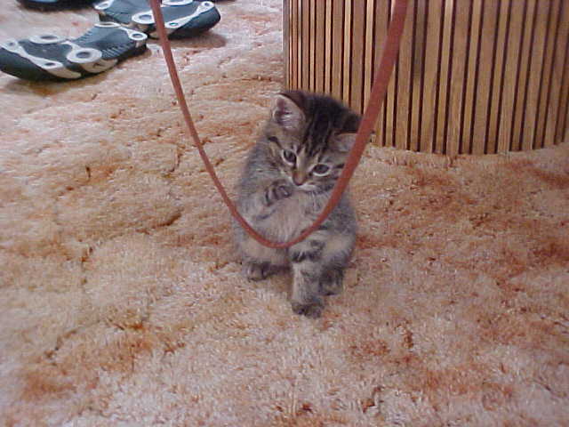 Playing with a purse string