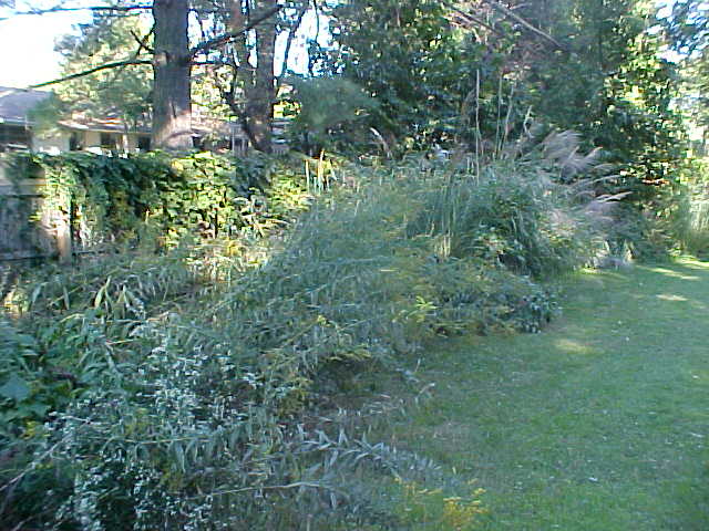 Overgrown!