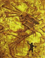 'Fossil Hands' &copy; Alan M Clark 2000