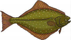 Halibut