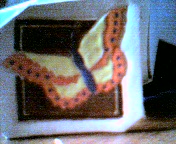 sample butterfly