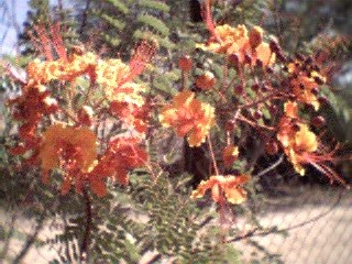 bird of paradise