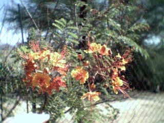 bird of paradise