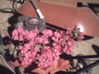 bougainvillea close up
