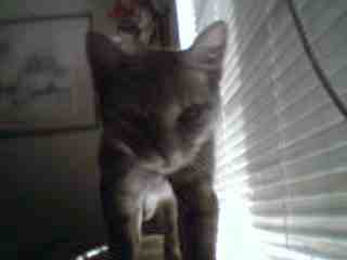 Say hi to Tiger