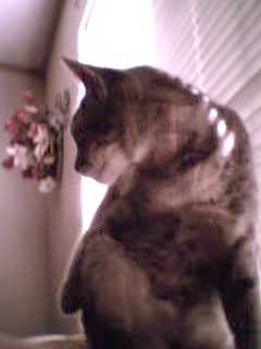 a purr-fectly good pose
