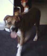 Duke caught in motion