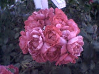 kitchen window rose bush, another section