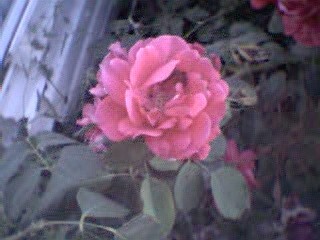 same rose bush, different side