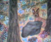 fawn behind boulder at lower right
