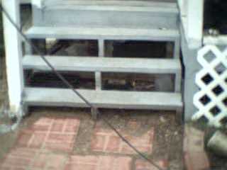 line down by front steps
