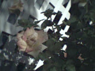 red gold rose by front porch, similar to a Joseph's Coat