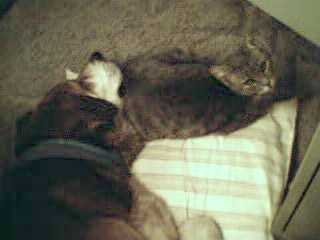 stuck sharing the pillow again