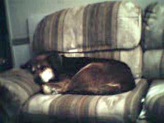 It's a dog's life