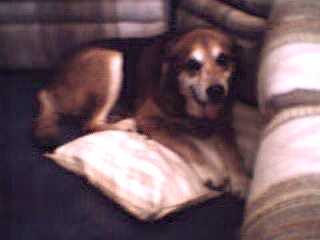 Rusty, the perfect dog
