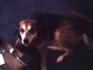 Rusty, age approximately 18 years old