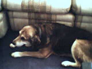 Rusty, loving and kind dog