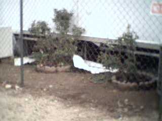 south skirting by bedroom wall and rose bushes