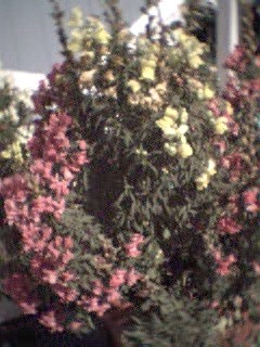 snapdragons, not their true color, they are neon blossoms!