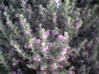texas sage bush