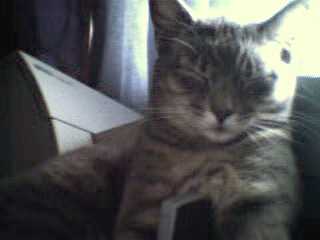 Purr-int job