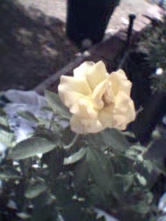 rose tree bright yellow blossom