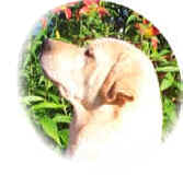 Lily's Pedigree
