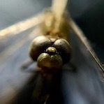 Dragonfly Macro