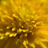 Macro Flower