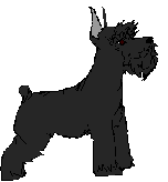 Schnauzer Picture