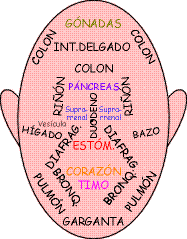 Mapa De Puntos De Reflexologia Facial